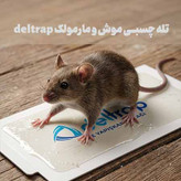 تله چسبی موش و مارمولک