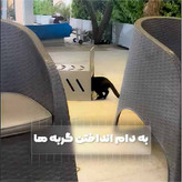 تله گربه گیر CAT TRAP
